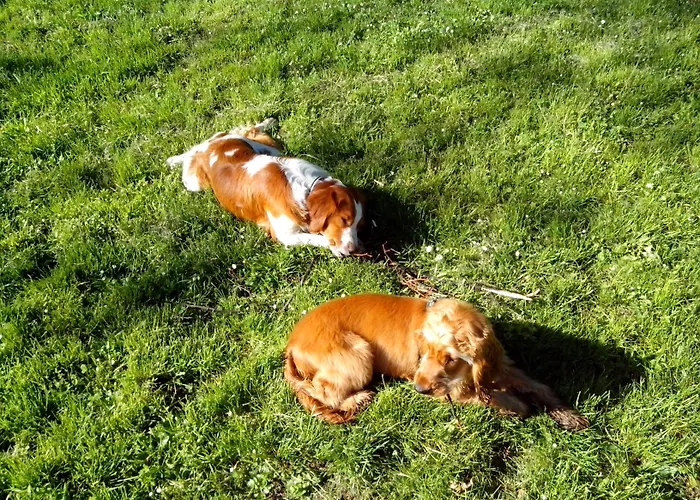 Appartamento Carrera Sofia